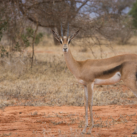Buy canvas prints of Grant's Gazelle looking at camera by Howard Kennedy