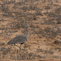 Buy canvas prints of Crested Bustard by Howard Kennedy