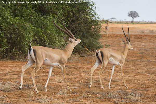 Grant's Gazelle male courting female Picture Board by Howard Kennedy