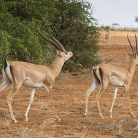 Buy canvas prints of Grant's Gazelle male courting female by Howard Kennedy