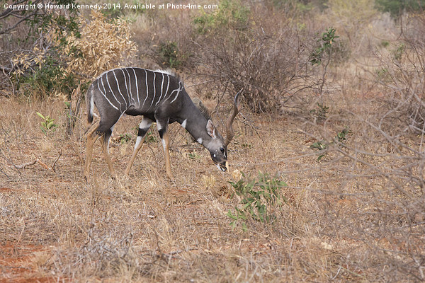 Lesser Kudu bull Picture Board by Howard Kennedy