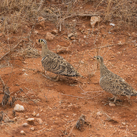 Buy canvas prints of Black-Faced Sandgrouse by Howard Kennedy