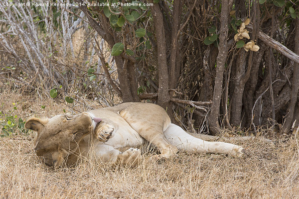 Resting Lioness grooming Picture Board by Howard Kennedy