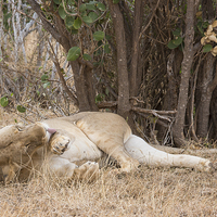 Buy canvas prints of Resting Lioness grooming by Howard Kennedy