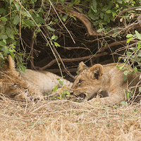 Buy canvas prints of Lion cubs under bush by Howard Kennedy