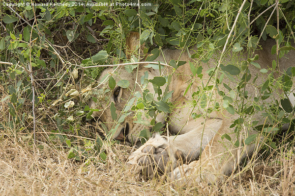 Lioness resting under a bush Picture Board by Howard Kennedy