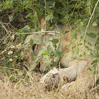 Buy canvas prints of Lioness resting under a bush by Howard Kennedy