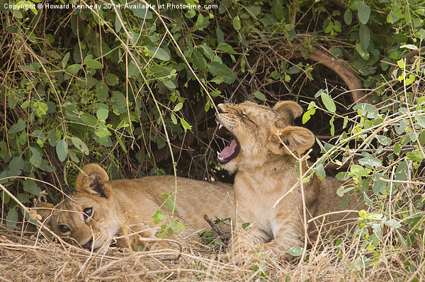 Lion cubs resting under a bush Picture Board by Howard Kennedy
