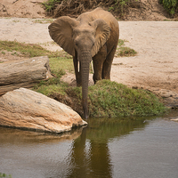 Buy canvas prints of Elephant drinking by Howard Kennedy