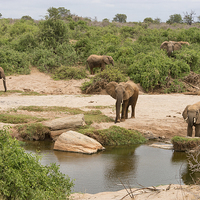 Buy canvas prints of Elephants approaching water by Howard Kennedy