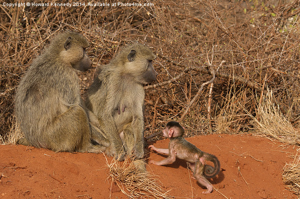 Yellow Baboon family Picture Board by Howard Kennedy