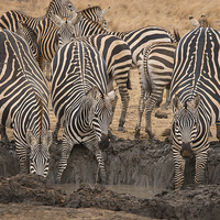 Buy canvas prints of Nervous Zebra at waterhole by Howard Kennedy