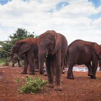 Buy canvas prints of Baby Elephants at orphanage by Howard Kennedy