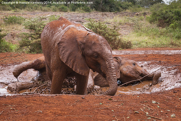 Baby Elephants playing in mud Picture Board by Howard Kennedy