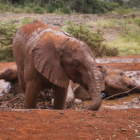 Buy canvas prints of Baby Elephants playing in mud by Howard Kennedy