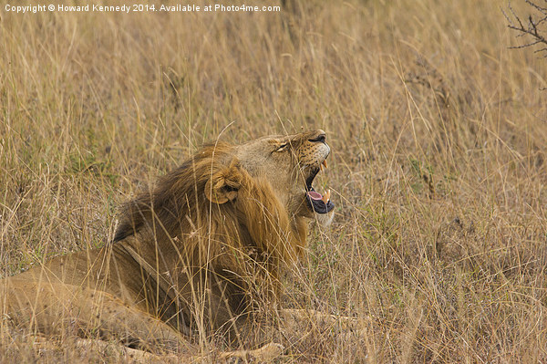 Lion Yawning Picture Board by Howard Kennedy