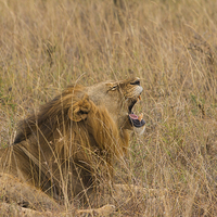 Buy canvas prints of Lion Yawning by Howard Kennedy
