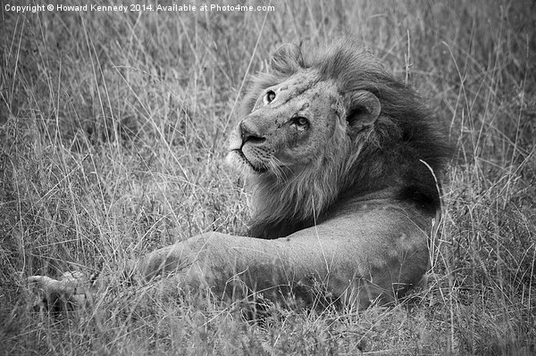 Resting Lion Picture Board by Howard Kennedy
