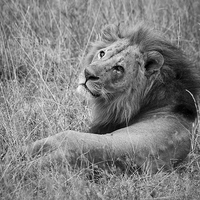 Buy canvas prints of Resting Lion by Howard Kennedy