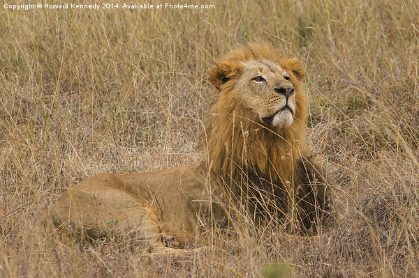 Lion watching prey approach Picture Board by Howard Kennedy