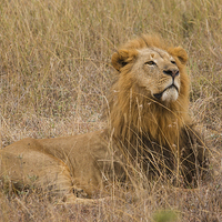 Buy canvas prints of Lion watching prey approach by Howard Kennedy