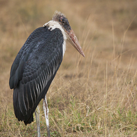 Buy canvas prints of Maribou Stork by Howard Kennedy