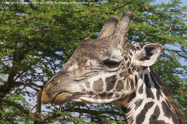 Giraffe Headshot Picture Board by Howard Kennedy