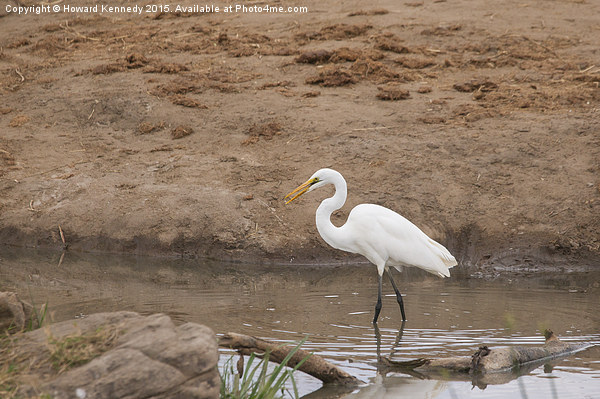 Great Egret Picture Board by Howard Kennedy