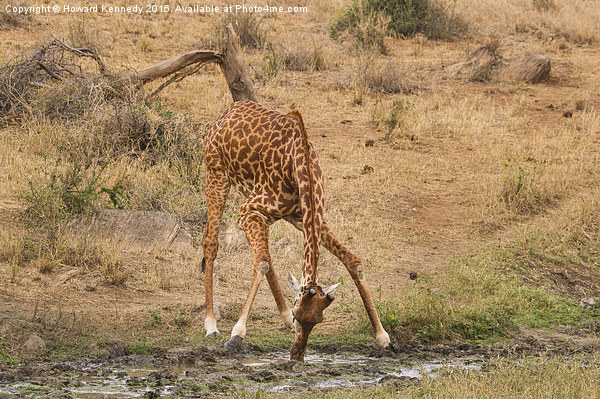  Giraffe drinking Picture Board by Howard Kennedy