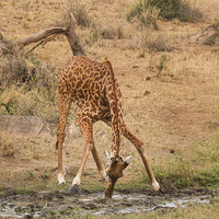 Buy canvas prints of  Giraffe drinking by Howard Kennedy