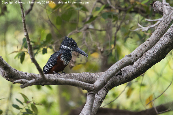 Giant Kingfisher Picture Board by Howard Kennedy