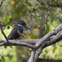 Buy canvas prints of Giant Kingfisher by Howard Kennedy