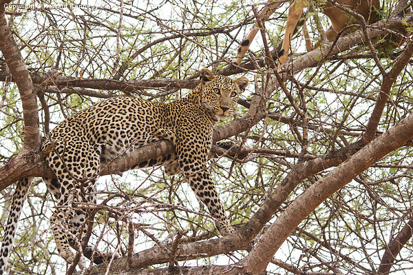 Leopard with kill Picture Board by Howard Kennedy