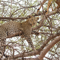 Buy canvas prints of Leopard with kill by Howard Kennedy