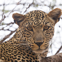 Buy canvas prints of The Leopard's Stare by Howard Kennedy