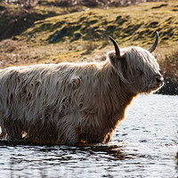 Buy canvas prints of Backlit Leucistic Highland Cow by Howard Kennedy