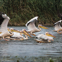 Buy canvas prints of Pelican Play by Paul Piciu-Horvat