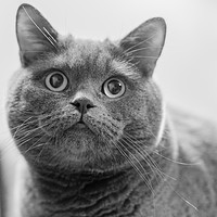 Buy canvas prints of British Shorthair Cat by Paul Piciu-Horvat