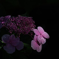 Buy canvas prints of Pink flower in the shadows by Paul Piciu-Horvat