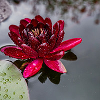 Buy canvas prints of Black Princess Lotus Flower by Paul Piciu-Horvat
