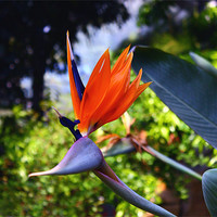 Buy canvas prints of Bird of paradise by Paul Piciu-Horvat