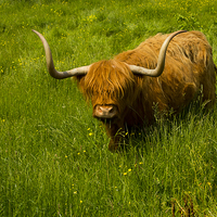 Buy canvas prints of  Highland Cow by Richard Auty