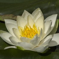 Buy canvas prints of Water Lily Flower by Richard Auty