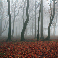 Buy canvas prints of  Foggy Forest by Richard Auty