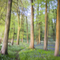 Buy canvas prints of Impressionist Bluebells  by Simon Rutter