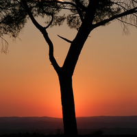 Buy canvas prints of  Sunset behind the pine tree by Paola Iacopetti