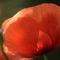 Buy canvas prints of  The Poppy and the Sun by Paola Iacopetti