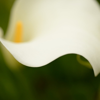 Buy canvas prints of  Calla lily curves by Paola Iacopetti