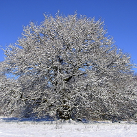 Buy canvas prints of  Oak Tree in the Snow by Jane Emery