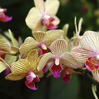 Buy canvas prints of  Orchids by Jane Emery